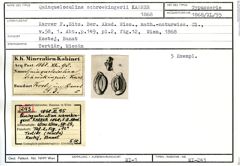 Karteikarte zum Syntyp von Quinqueloculina schroekingerii Karrer, 1868